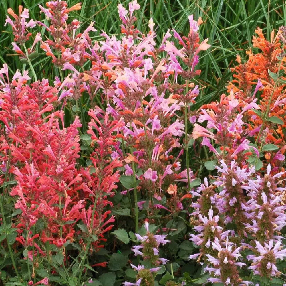 Kudos™ Ambrosia Hummingbird Mint Hyssop 1 GALLON Perennial