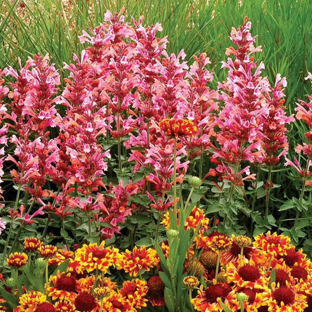 Kudos™ Ambrosia Hummingbird Mint Hyssop 1 GALLON Perennial