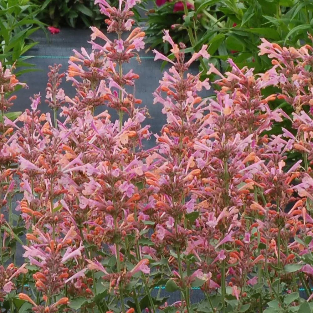 Kudos™ Ambrosia Hummingbird Mint Hyssop 1 GALLON Perennial