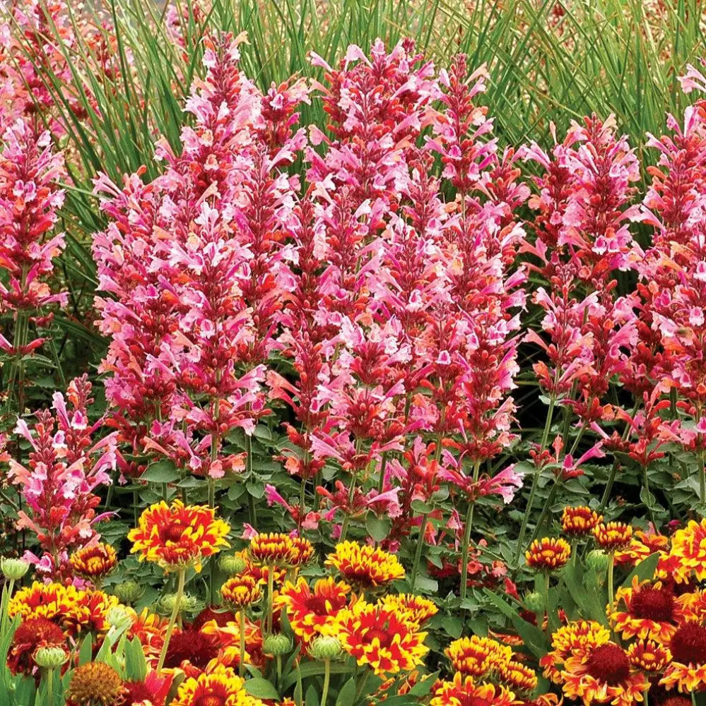 Kudos™ Ambrosia Hummingbird Mint Hyssop 1 GALLON Perennial