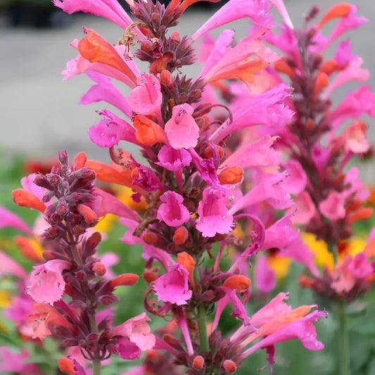 Kudos™ Ambrosia Hummingbird Mint Hyssop 1 GALLON Perennial