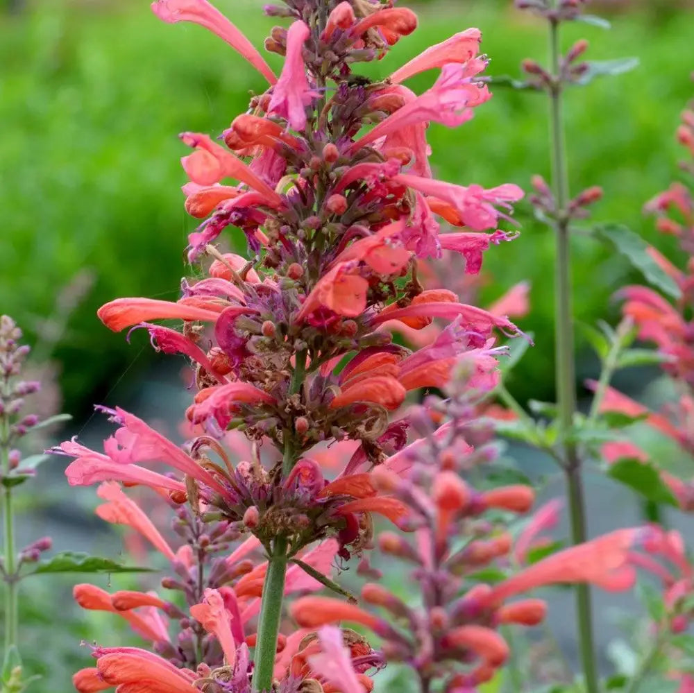 Kudos™ Coral Hummingbird Mint Hyssop 1 GALLON Perennial