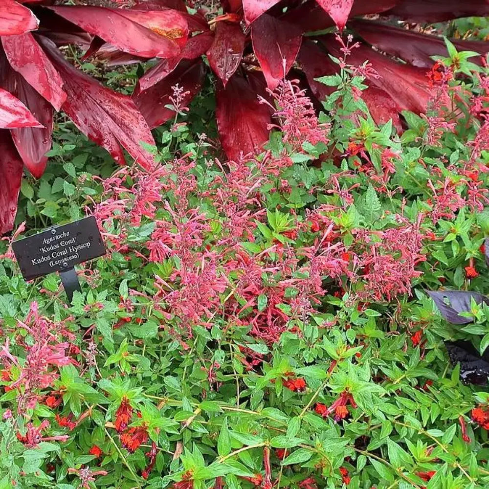 Kudos™ Coral Hummingbird Mint Hyssop 1 GALLON Perennial