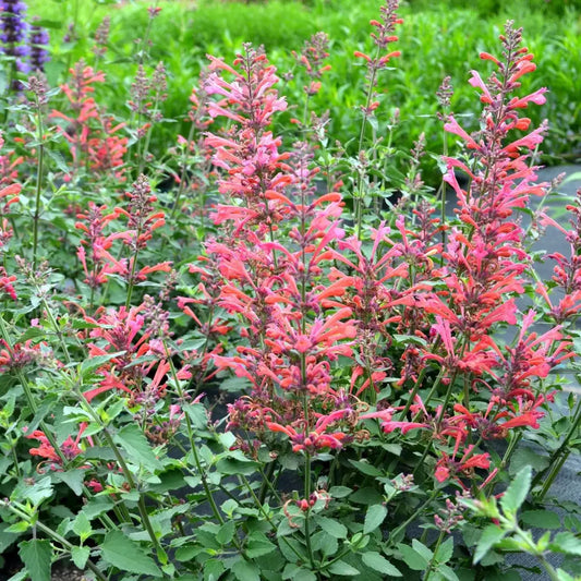 Kudos™ Coral Hummingbird Mint Hyssop 1 GALLON Perennial