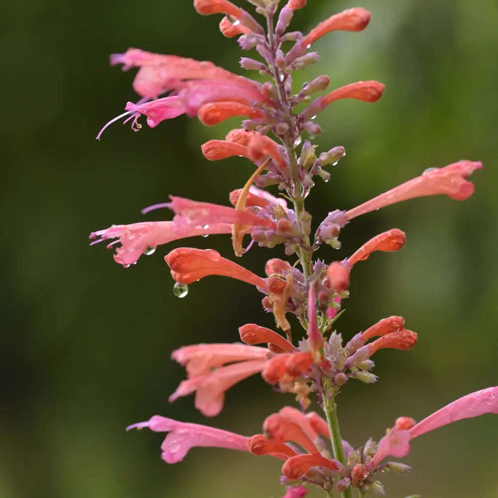 Kudos™ Coral Hummingbird Mint Hyssop 1 GALLON Perennial