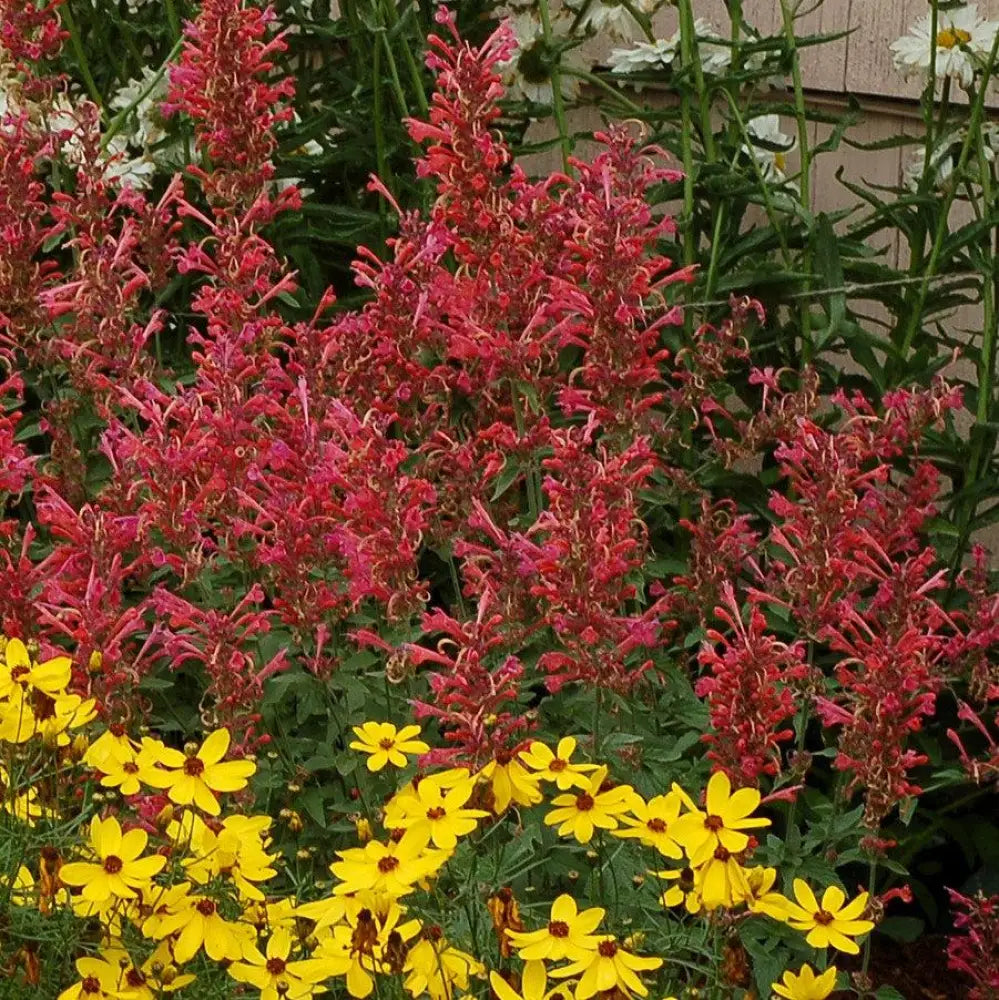 Kudos™ Coral Hummingbird Mint Hyssop 1 GALLON Perennial