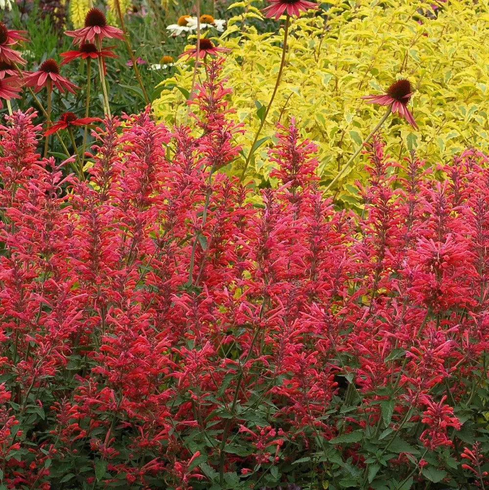 Kudos™ Coral Hummingbird Mint Hyssop 1 GALLON Perennial