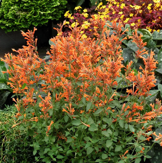 Kudos™ Mandarin Hummingbird Mint Hyssop 1 GALLON Perennial