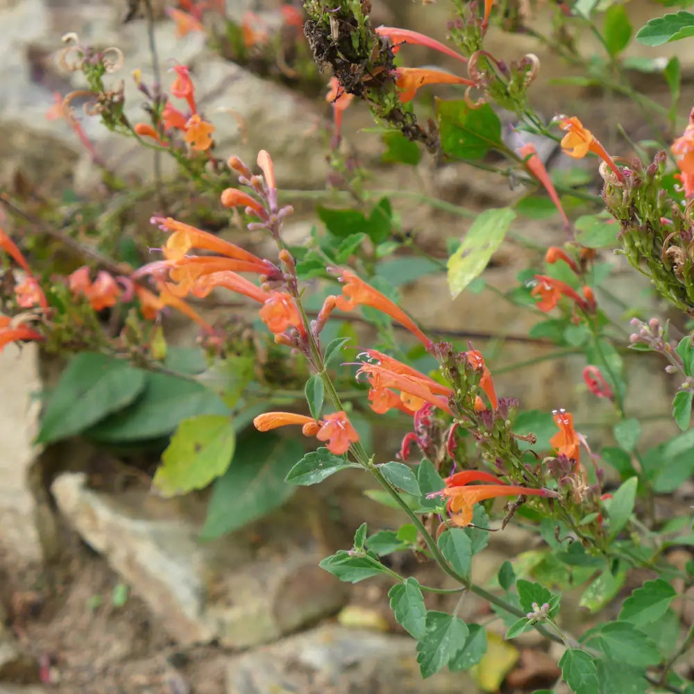 Kudos™ Mandarin Hummingbird Mint Hyssop 1 GALLON Perennial
