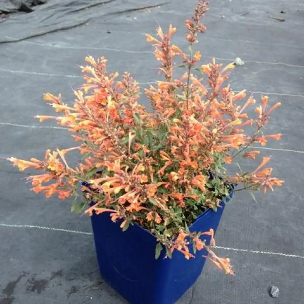 Kudos™ Mandarin Hummingbird Mint Hyssop 1 GALLON Perennial