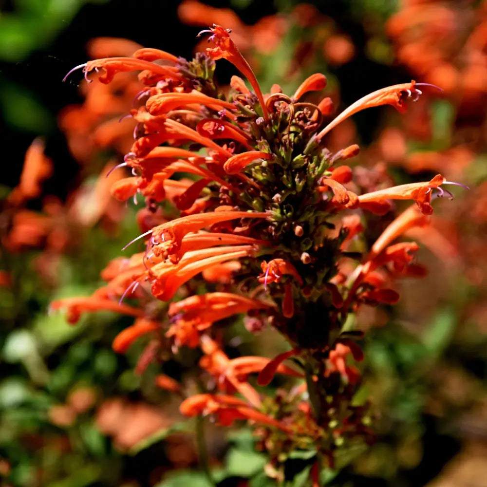 Kudos™ Mandarin Hummingbird Mint Hyssop 1 GALLON Perennial
