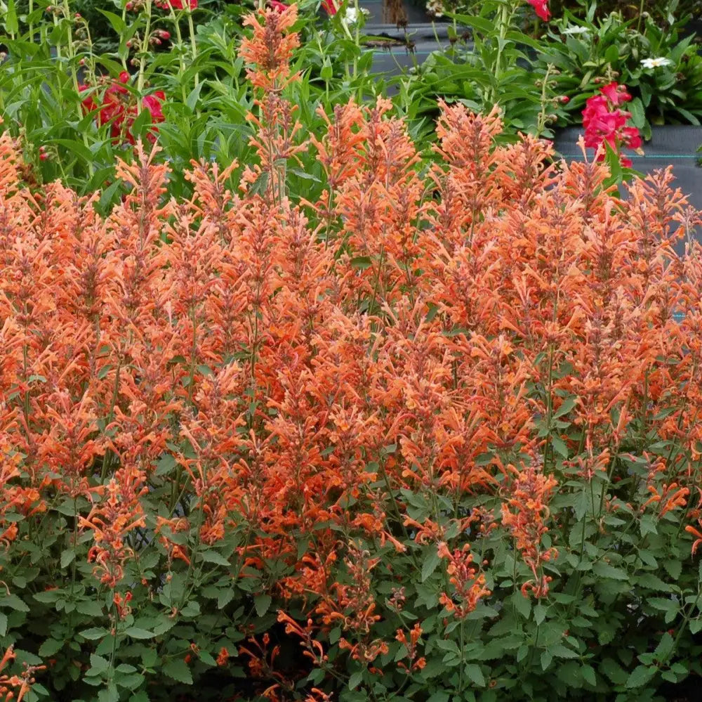 Kudos™ Mandarin Hummingbird Mint Hyssop 1 GALLON Perennial