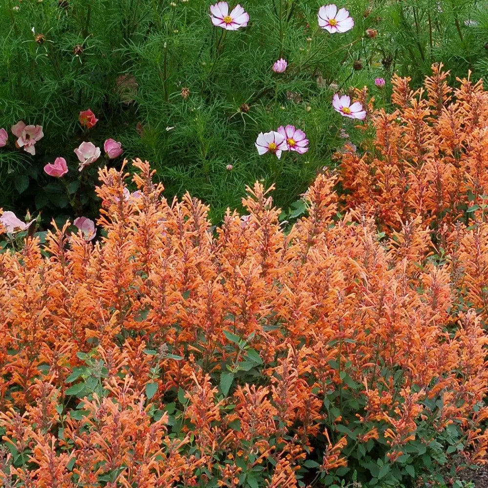 Kudos™ Mandarin Hummingbird Mint Hyssop 1 GALLON Perennial