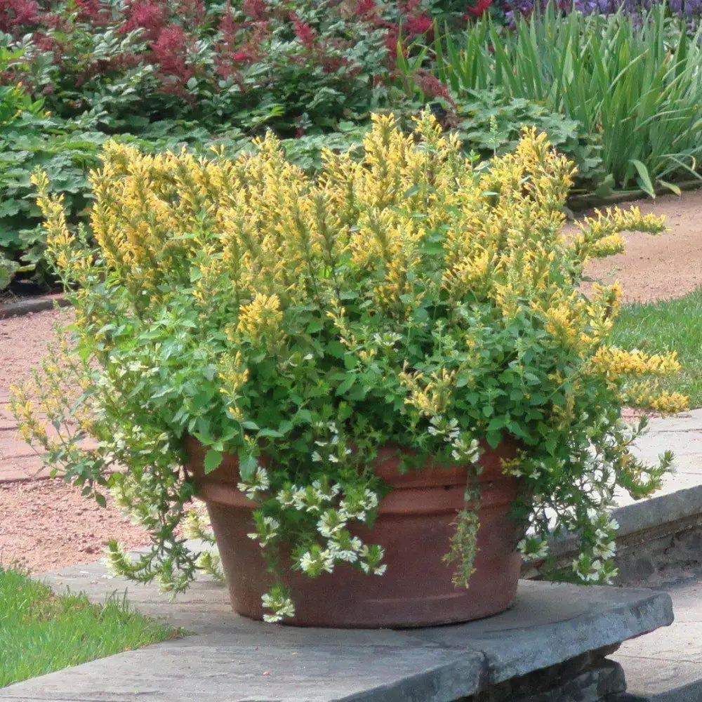 Kudos™ Yellow Hummingbird Mint Hyssop Perennial