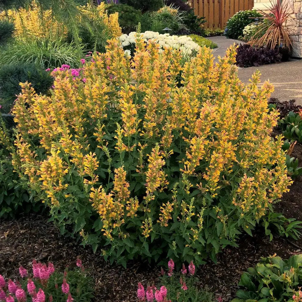 Kudos™ Yellow Hummingbird Mint Hyssop Perennial