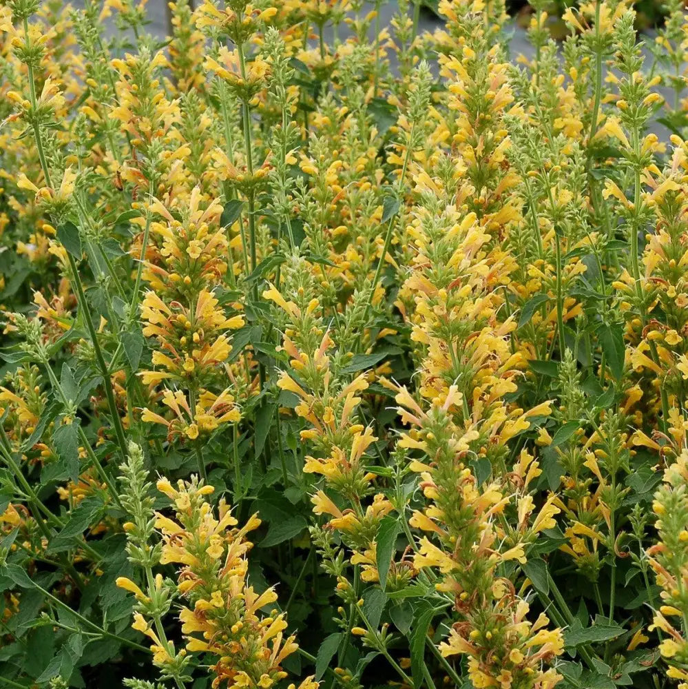 Kudos™ Yellow Hummingbird Mint Hyssop Perennial