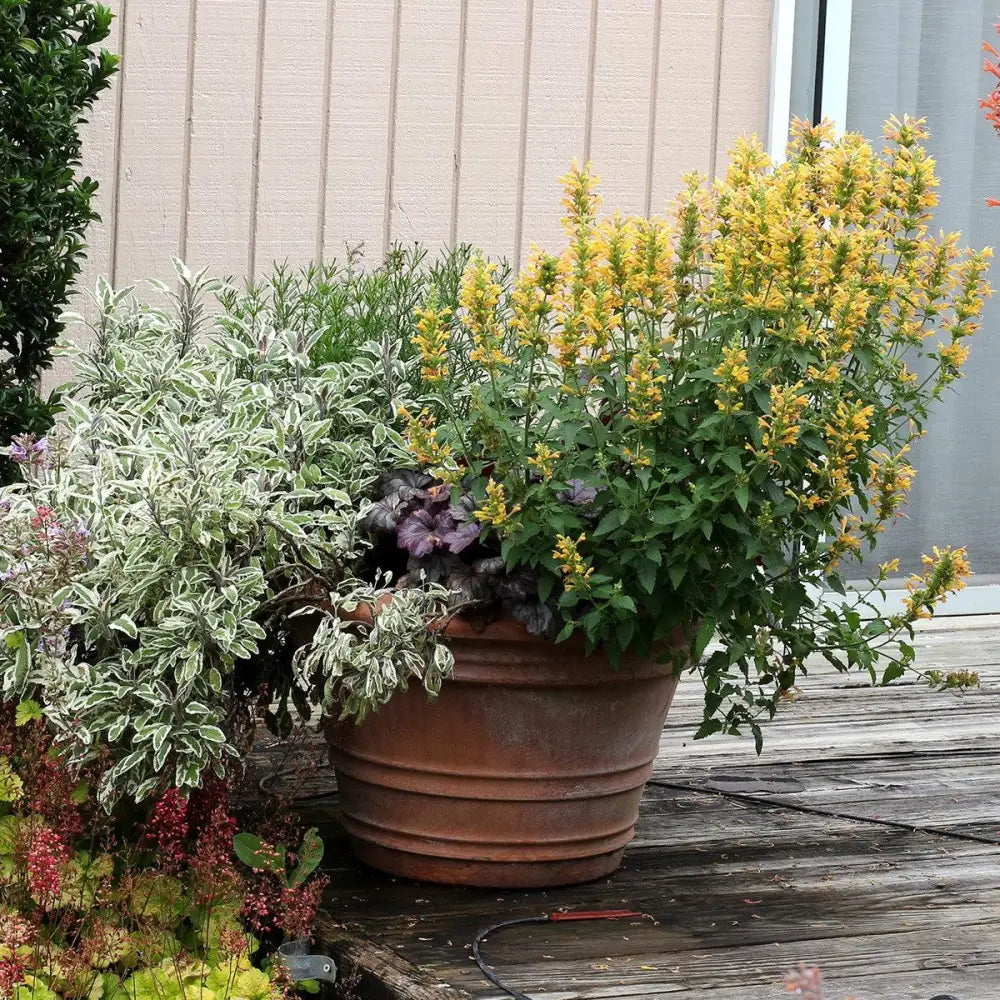 Kudos™ Yellow Hummingbird Mint Hyssop Perennial