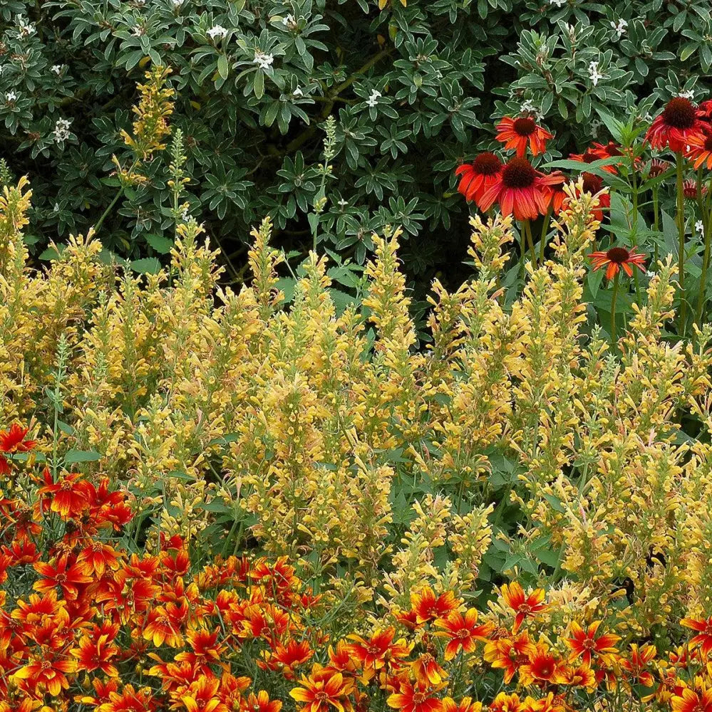 Kudos™ Yellow Hummingbird Mint Hyssop Perennial
