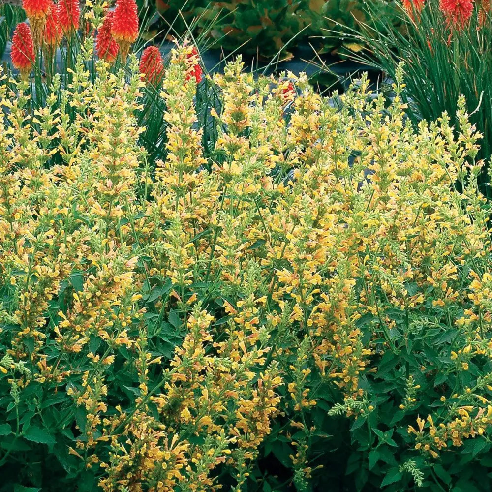 Kudos™ Yellow Hummingbird Mint Hyssop Perennial
