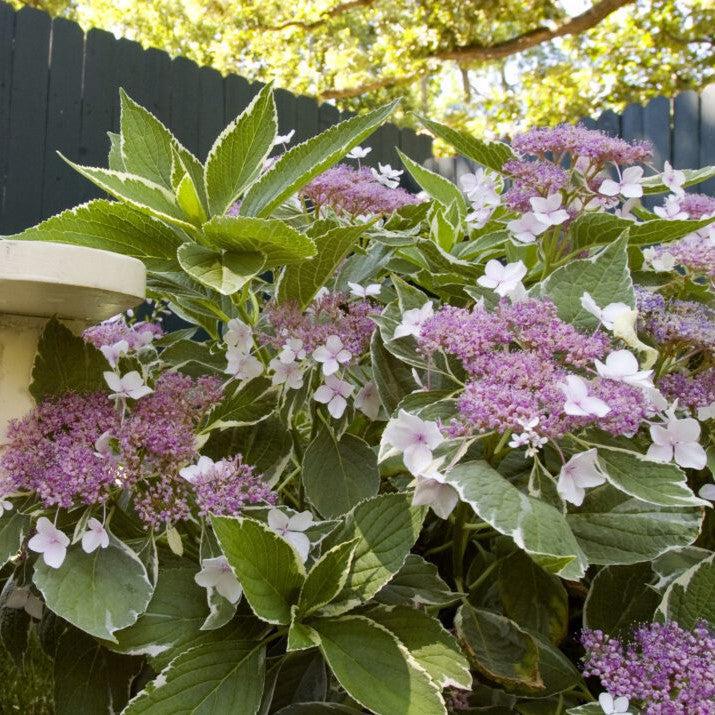 Light-O-Day® Hydrangea