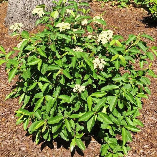 Viburnum cassinoides 'Raisinette'  - NativeStar® Raisinette Viburnum