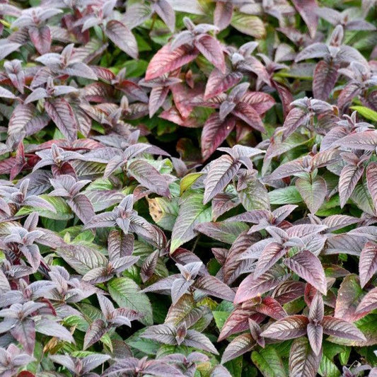 Monarda bradburiana 'Midnight Oil'  - Midnight Oil Bee Balm