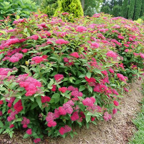 Double Play® Doozie Spirea