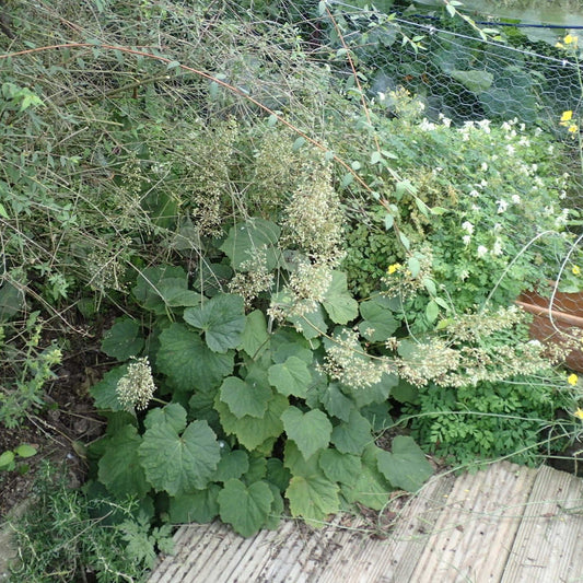 Heuchera villosa  - Hairy Alumroot, Coral Bells