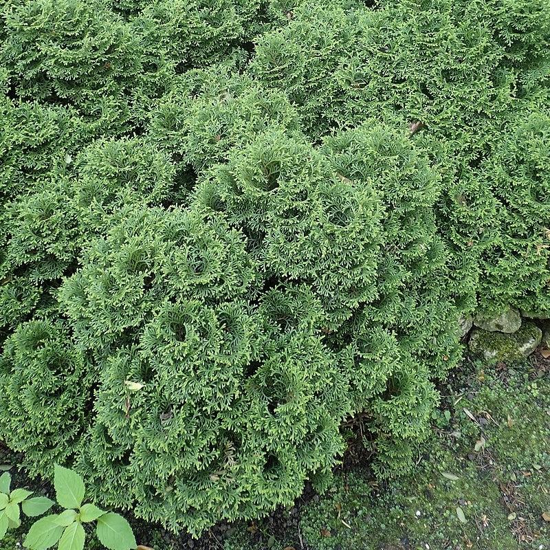 Hetz Midget Arborvitae, Mini Arborvitae