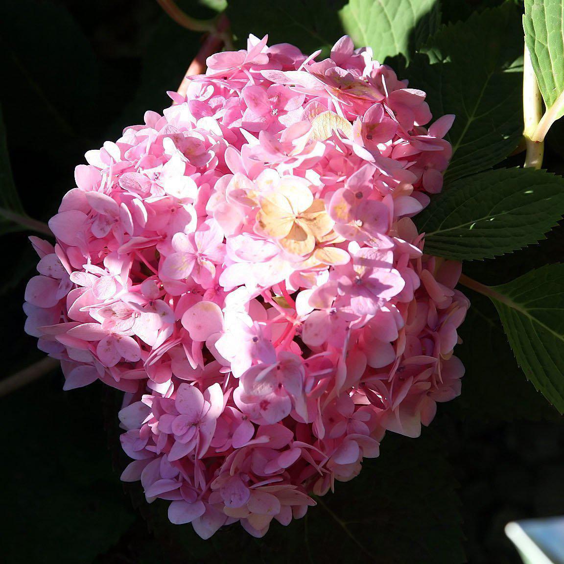 Endless Summer® Blushing Bride® Hydrangea