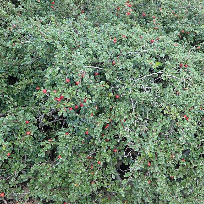 Cranberry Cotoneaster