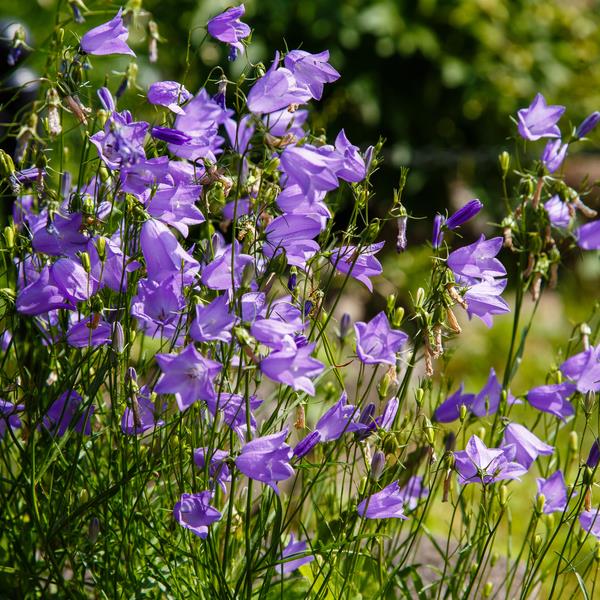 Campanula rotundifolia  - Bluebell