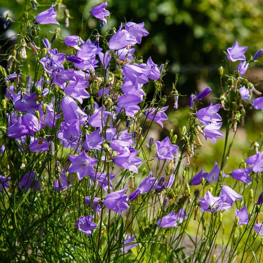 Campanula rotundifolia  - Bluebell