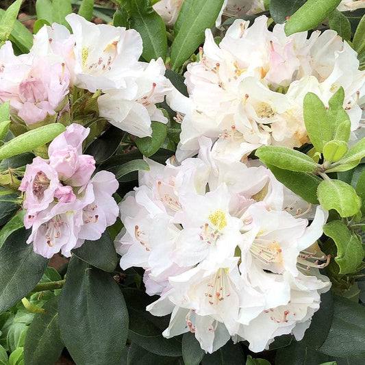 White Catawba Rhododendron