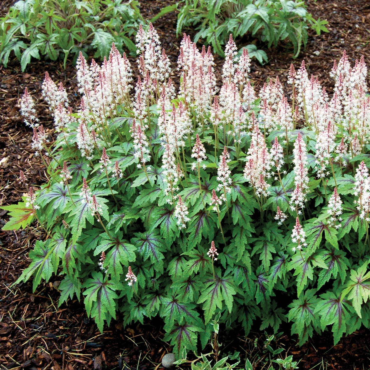 Tiarella 'Sugar and Spice'  - Sugar and Spice Foamflower