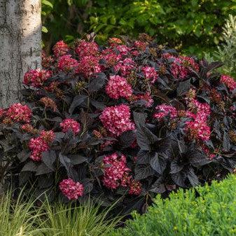 Eclipse® Hydrangea
