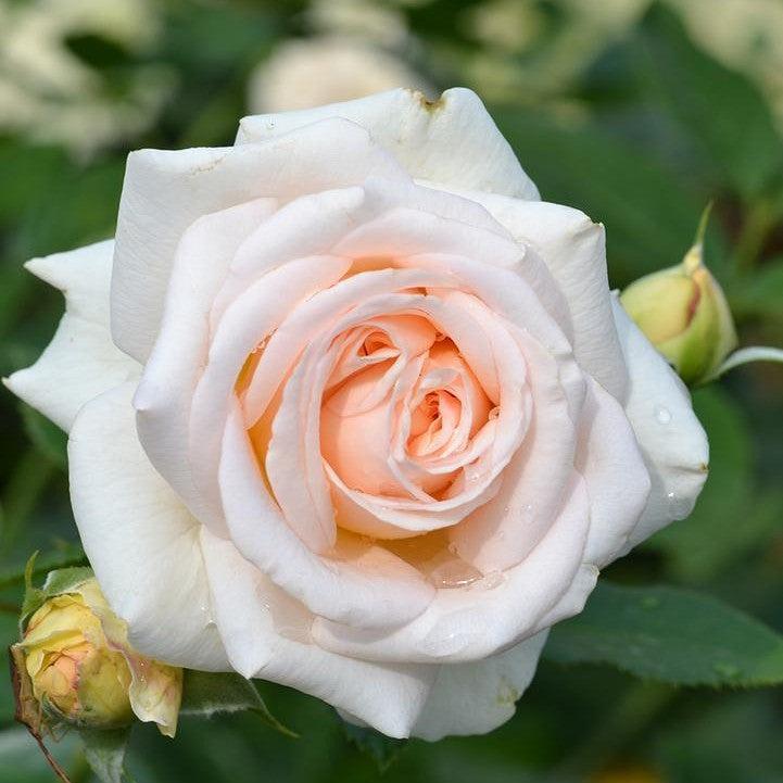 Rosa x 'Noa1112130'  - Showpiece™ Champagne Rose