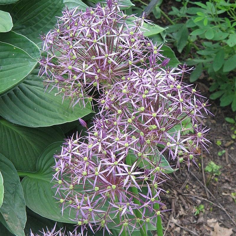 Allium cristophii  - Star of Persia