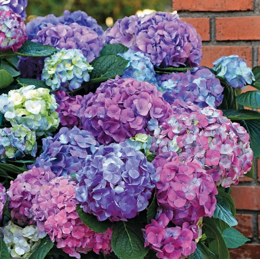 LA Dreamin’® Hydrangea 3 GALLON Shrub