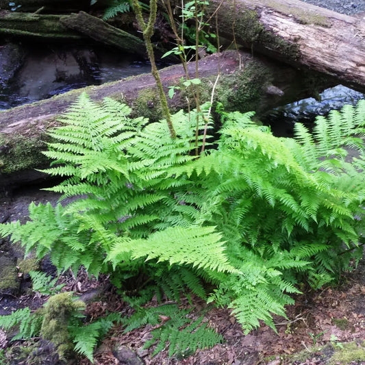 Lady Fern 1 GALLON Fern
