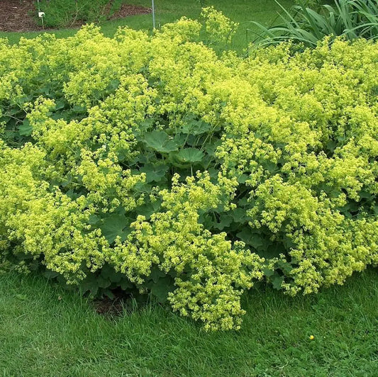 Lady’s Mantle 1 GALLON Perennial