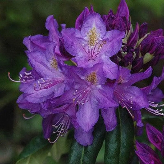Lee’s Dark Purple Rhododendron Shrub