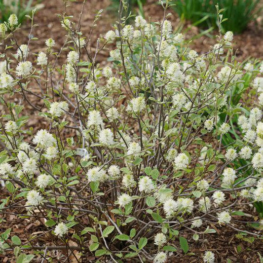 Legend of the Small® Fothergilla 2 GALLON Shrub