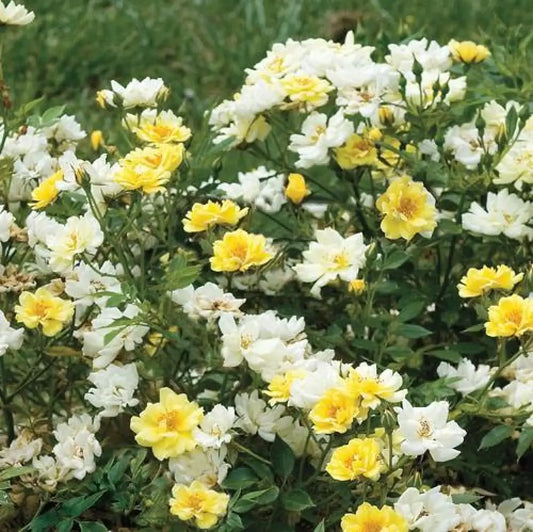 Lemon Drift® Rose 2 GALLON Shrub