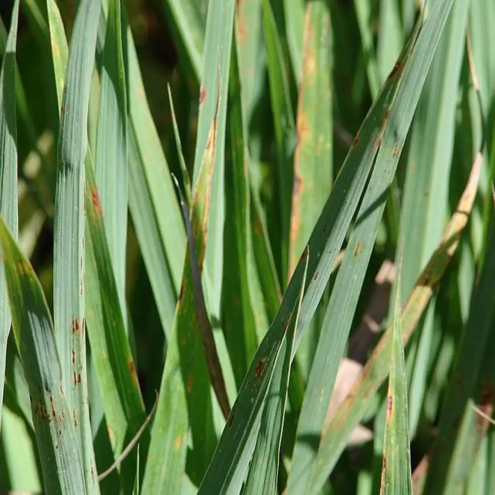 Lemongrass 1 GALLON Ornamental Grass