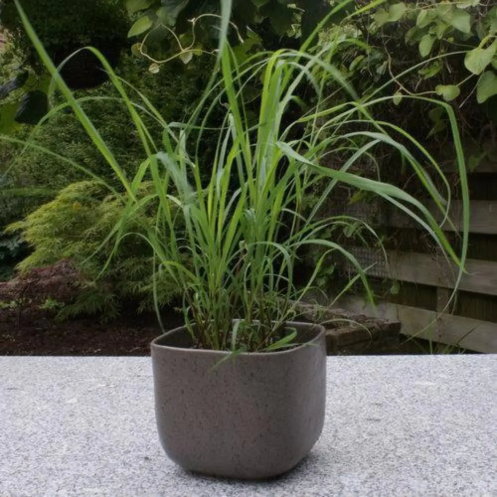 Lemongrass 1 GALLON Ornamental Grass