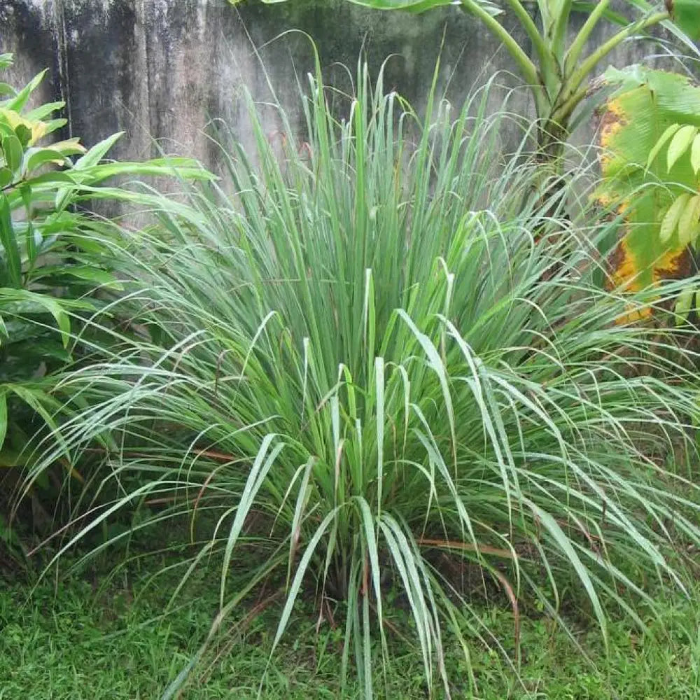 Lemongrass 1 GALLON Ornamental Grass