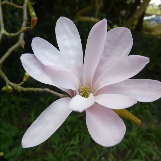 Leonard Messel Magnolia Tree