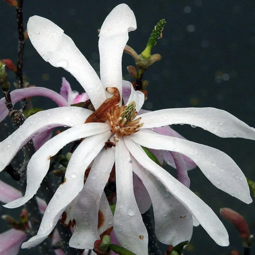 Leonard Messel Magnolia Tree