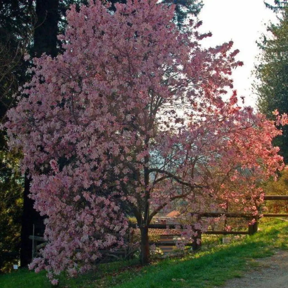 Leonard Messel Magnolia Tree